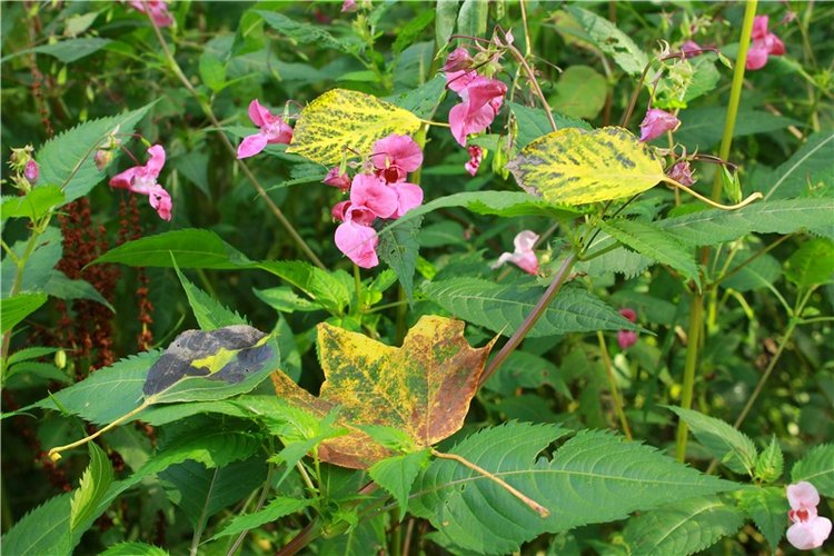 Сентябрьское путешествие в Старицу, четвёртая часть