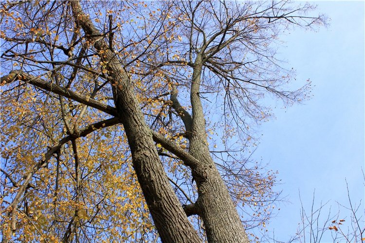 Путешествие Dal Hangry в Грузины