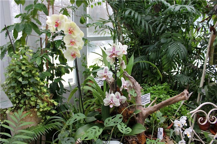 Тверской Ботанический Сад, продолжение | Бэйбики Тверской Ботанический Сад, продолжение