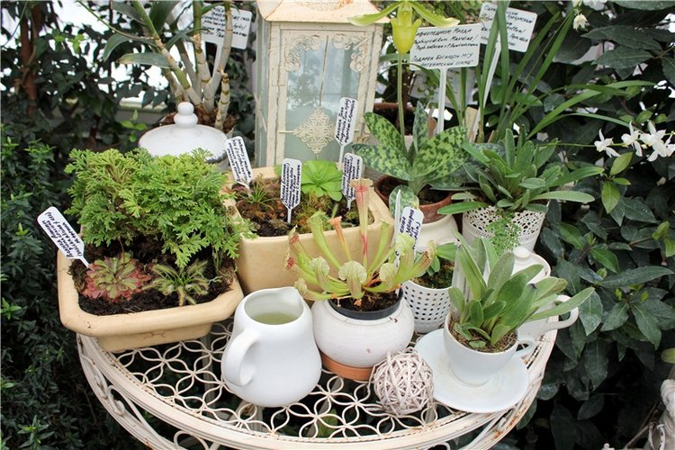 Тверской Ботанический Сад, продолжение | Бэйбики Тверской Ботанический Сад, продолжение