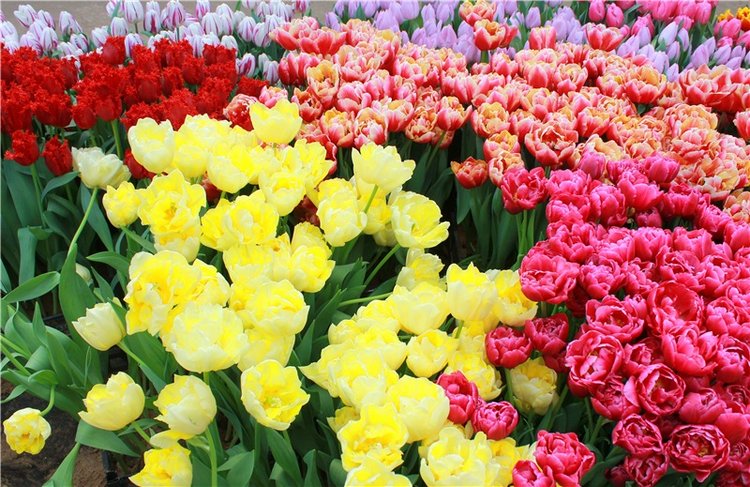 Выставка тюльпанов в Твери
