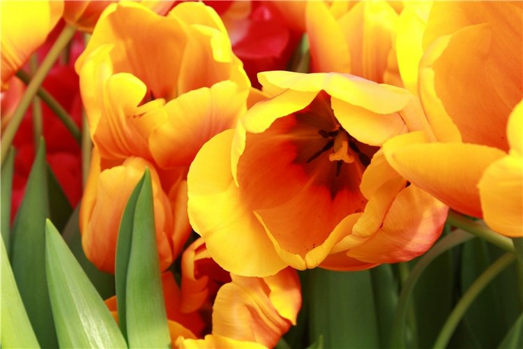 Выставка тюльпанов в Твери