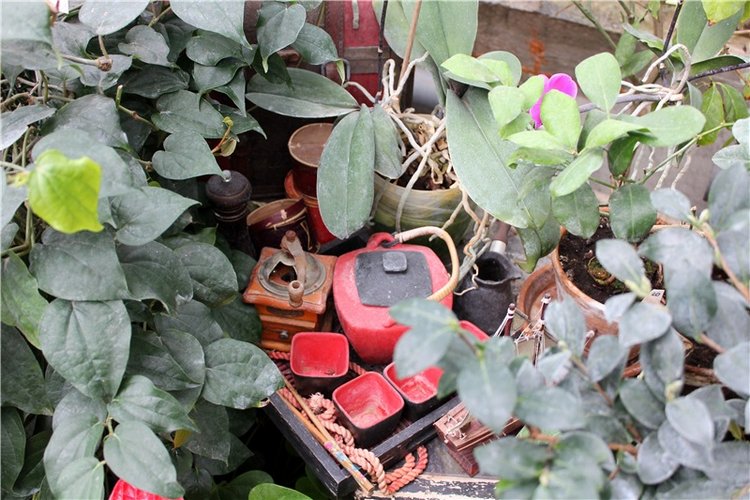 Тверской Ботанический Сад, продолжение | Бэйбики Тверской Ботанический Сад, продолжение