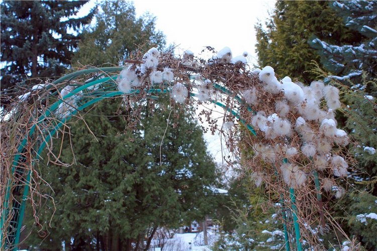 Тверской Ботанический Сад, заключительная часть