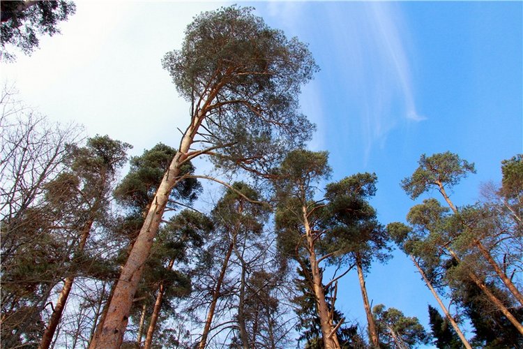 В поисках Синей птицы. Merle от Sissel Bjorstad Skille, Фирмы Götz