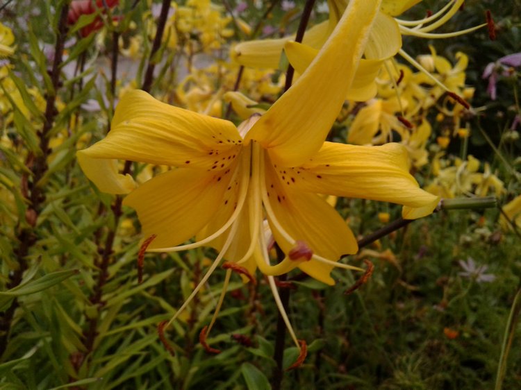 Прогулка... или свидание?! Центральный парк и цветы