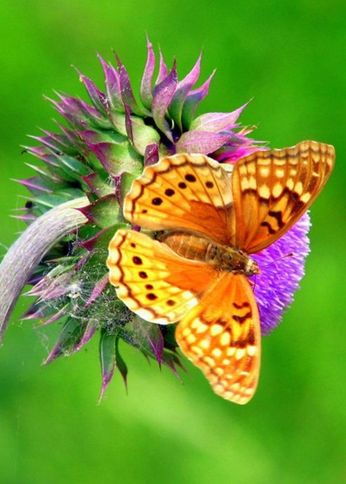 На лесной полянке чудо - на цветочках бантики. Это бабочки расселись, как цветные фантики