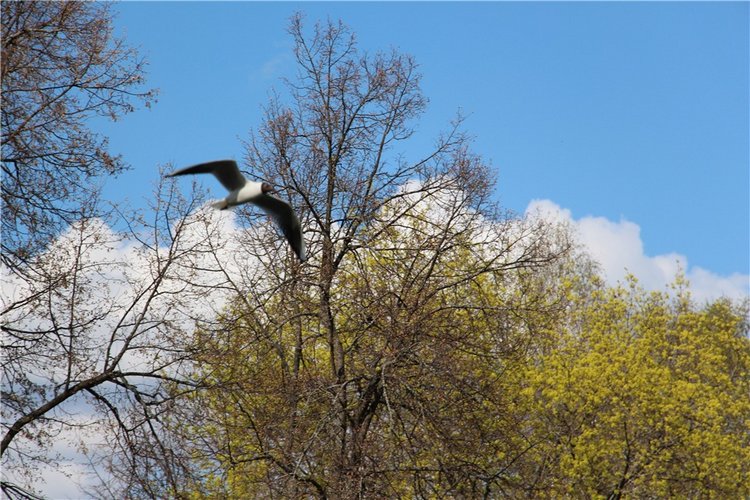 Один раз в год сады цветут
