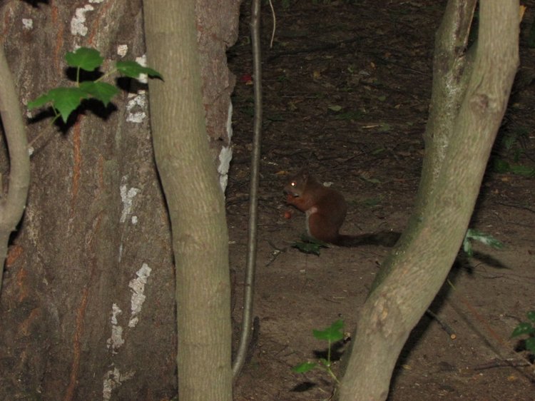 Веселое путешествие по Парку Измайлово