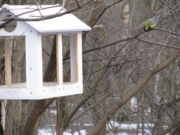 Разнообразие животного мира