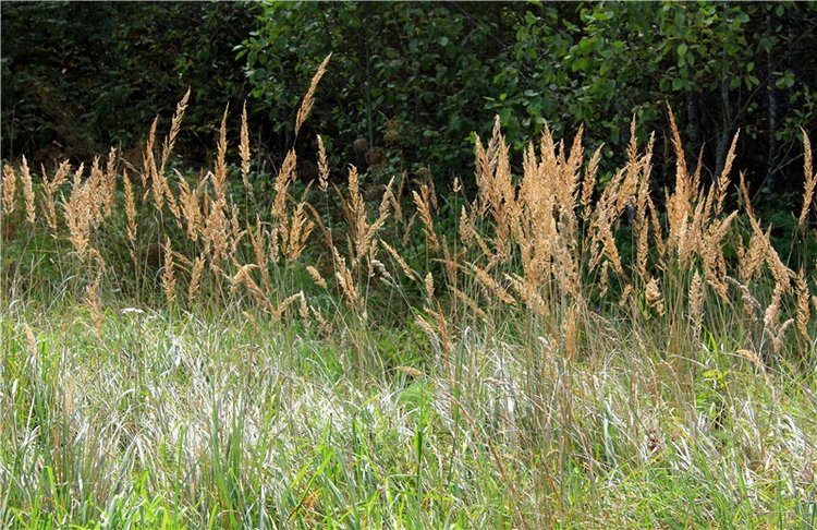 Странница во времени — Антикварные куклы Simon & Halbig (S&H): Симон Хальбиг (фото 10)