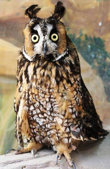 Любительские и профессиональные фотографии Сов (выпуск 2)