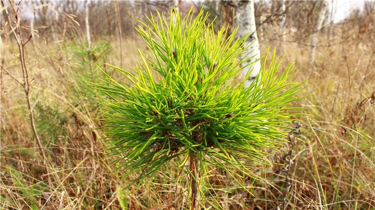 Гришутка — Винтажные куклы ГДР (Немки): Бигги