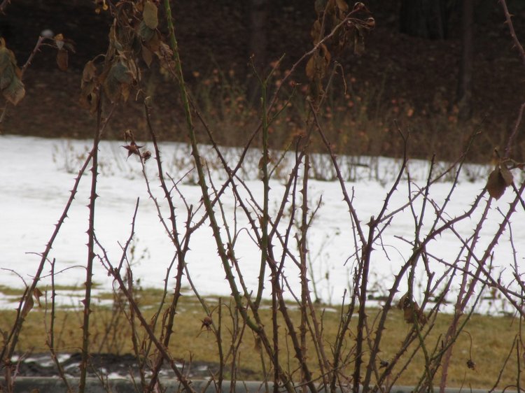 Кисловодские приключения. Шо, опять