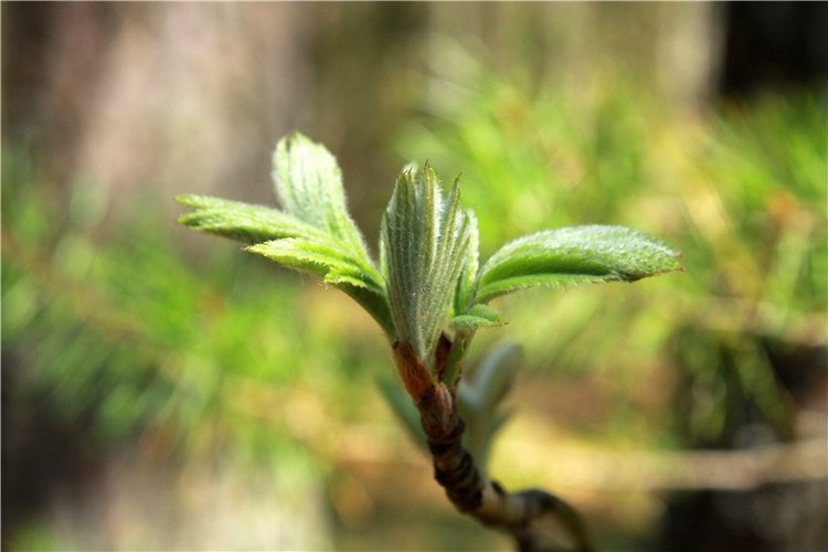 Весенняя Фея. Kyrra Fair Meadow doll | Бэйбики Весенняя Фея. Kyrra Fair Meadow doll