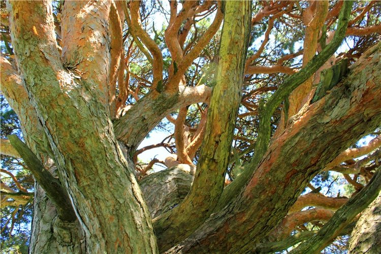 Иванишинская сосна — Культура (фото 9)