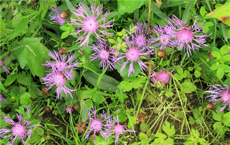 Июльское путешествие в Старицу, продолжение