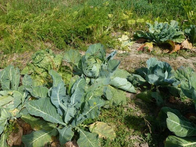 Отдых в деревне с Джой — Туризм и путешествия: фотоотчеты из поездок