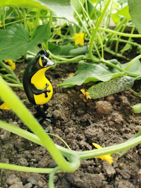 Лягушки Apo Frog от Twelvedot