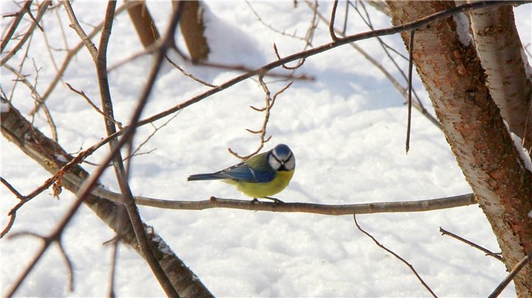 В поисках Синей птицы. Merle от Sissel Bjorstad Skille, Фирмы Götz