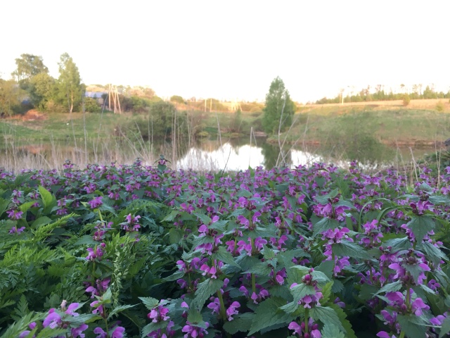 Поездка на дачу с Mui-chan, Migliorati и Sonny angel (фото 2)
