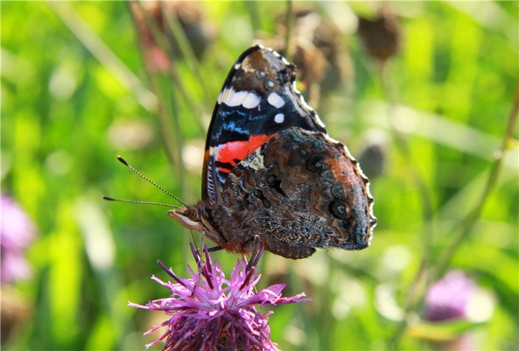 Инопланетянка Нийя. Custom Blythe Doll UFO Go Go Takara