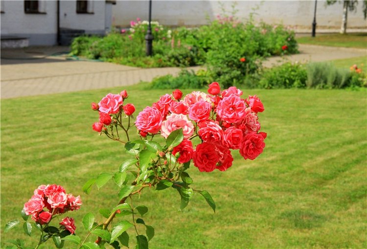 Августовская прогулка в Берново. Zwergnase Mischa