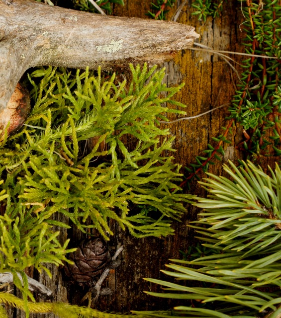 Осенний натюрморт — Другие хобби и увлечения: сад (фото 8)