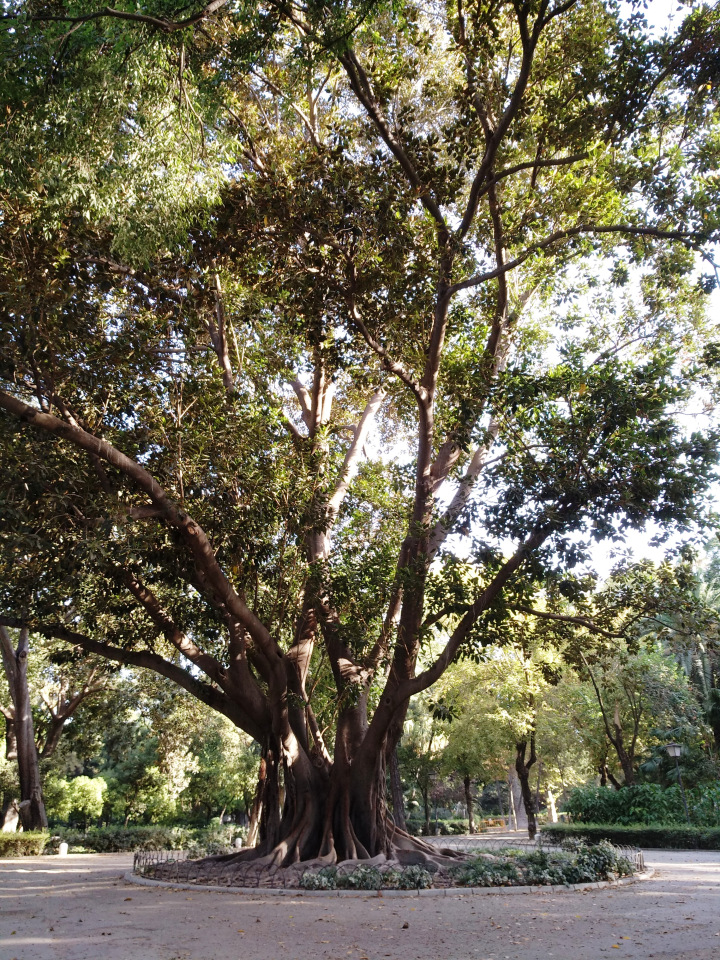 Тайна моего имени. Часть 8. Продолжение. Испания, Севилья. Удивительные вещи