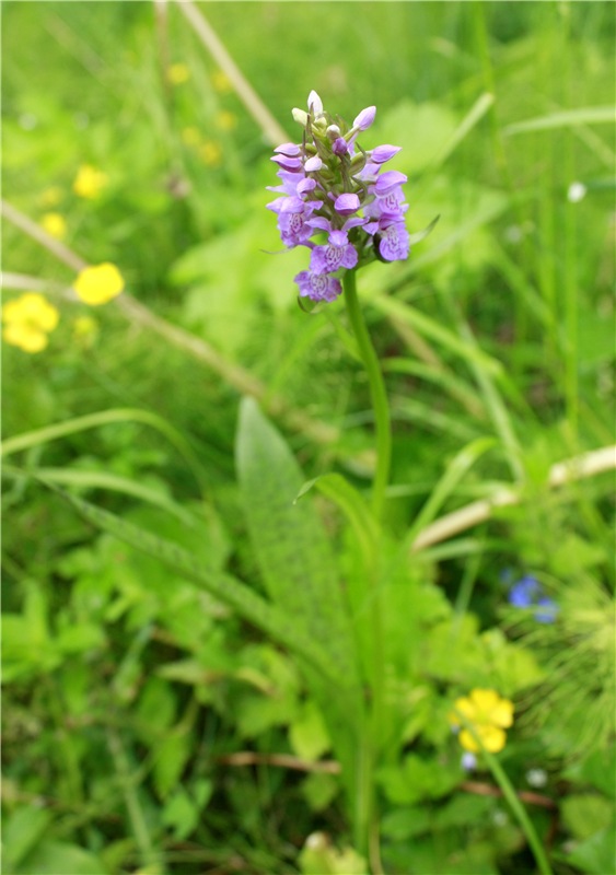 Девочка и Ёжик. Minifee Miyu FairlyLand | Бэйбики Девочка и Ёжик. Minifee Miyu FairlyLand (фото 10)