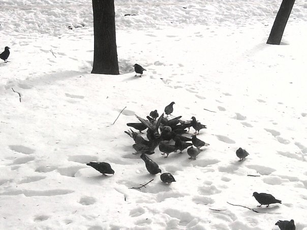 1 апреля — Международный день птиц