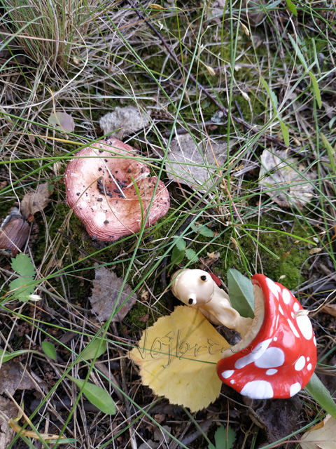 Wonderfrog. Красота в простоте. Часть 2