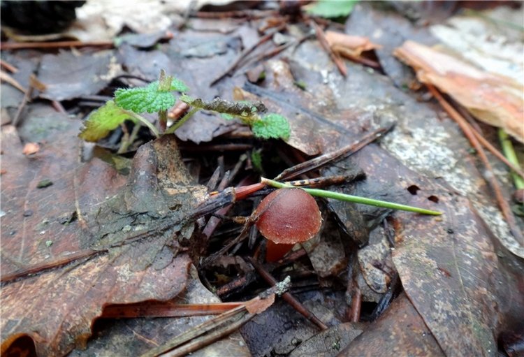 23 февраля - расцвели синие подснежники