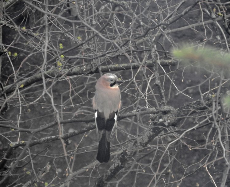 Сойки во дворе — Интересное и необычное: фотоподборки