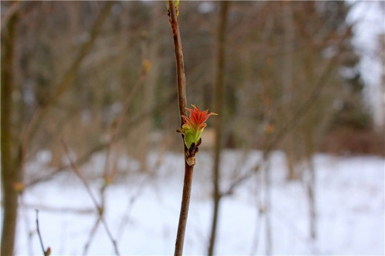 Путешествие в первый день Весны