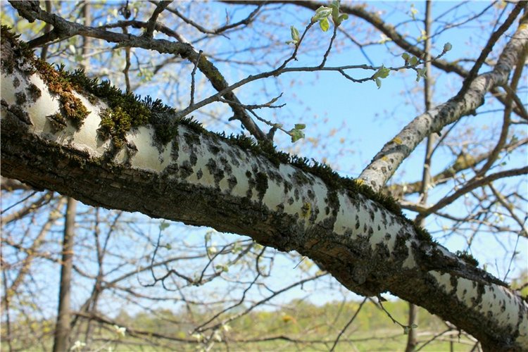 Путешествие Софи в Старицу, продолжение. Lati HoneyBee New Mystic Sophie