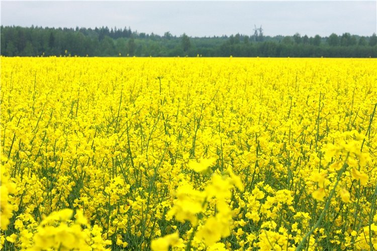 Солнечное поле. Twinkles Ella Chocolate