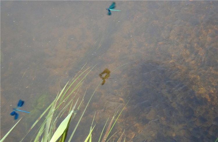 Ромашковый Июнь — Куклы Meadow dolls (Медовушки): BJD (БЖД) (фото 9)