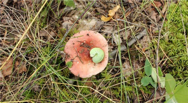 Августовское путешествие в "Сад Камней" | Бэйбики Августовское путешествие в "Сад Камней"
