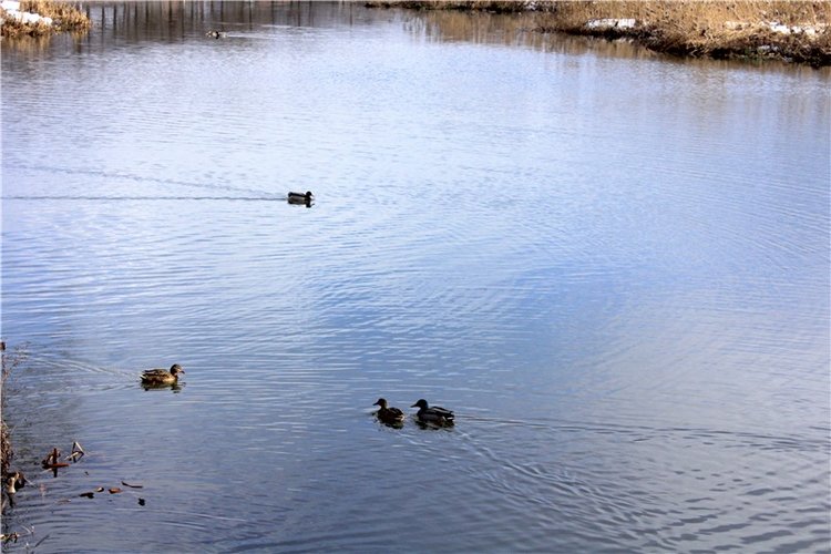 Выставка тюльпанов в Твери, продолжение (фото 4)