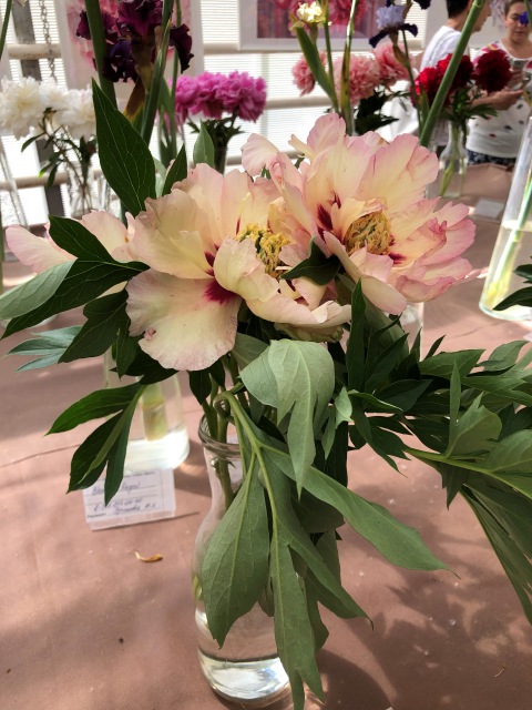 Тони Старк: приключения без брони. И снова Аптекарский огород | Бэйбики Тони Старк: приключения без брони. И снова Аптекарский огород