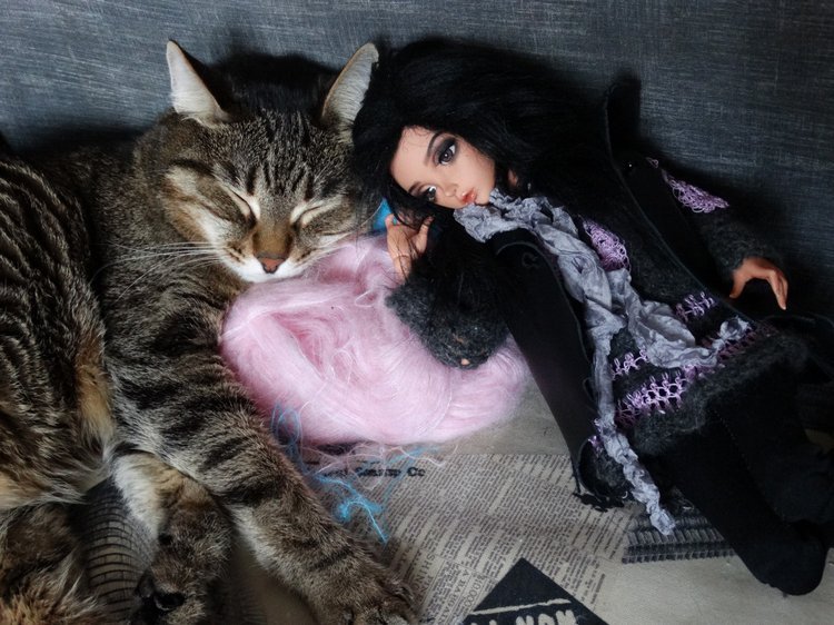 Кото-фото — В мире животных: смешные фото питомцев и зверей