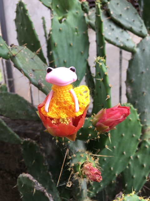 Таша Wonderfrog в Черногории (фото 6)