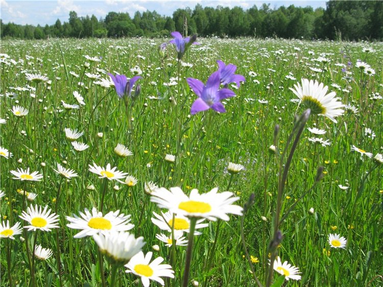 Я ехал к Вам! Пушкинский праздник в Берново, 2018 год