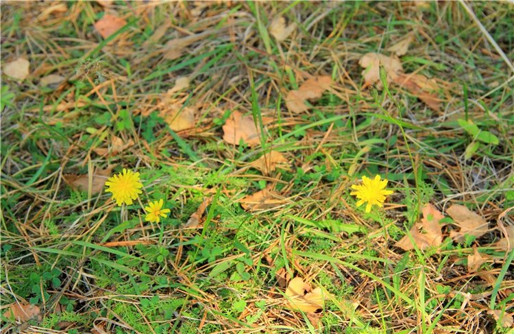 Путешествие Адель в "Сад камней". Джульетта от Sylvia Natterer