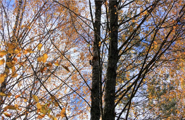 Ромашковый октябрь. Zwergnase Mischa