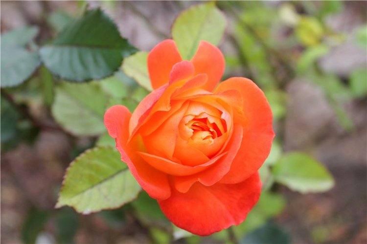 Старица, Музей фарфора — Фарфоровые статуэтки и фигурки: винтаж