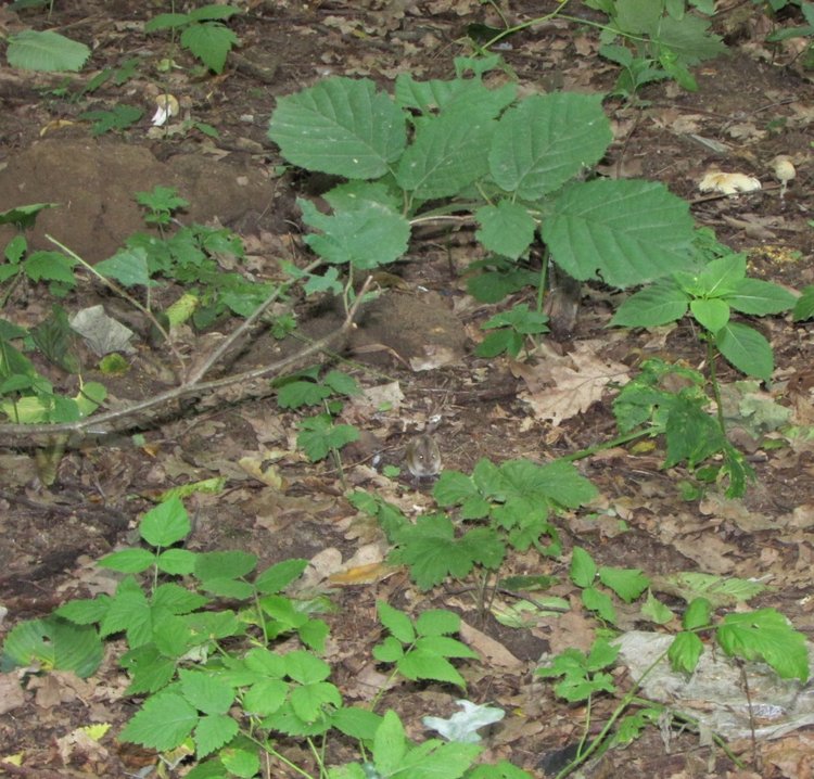 Веселое путешествие по Парку Измайлово (фото 4)