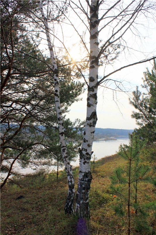 Гришутка — Винтажные куклы ГДР (Немки): Бигги