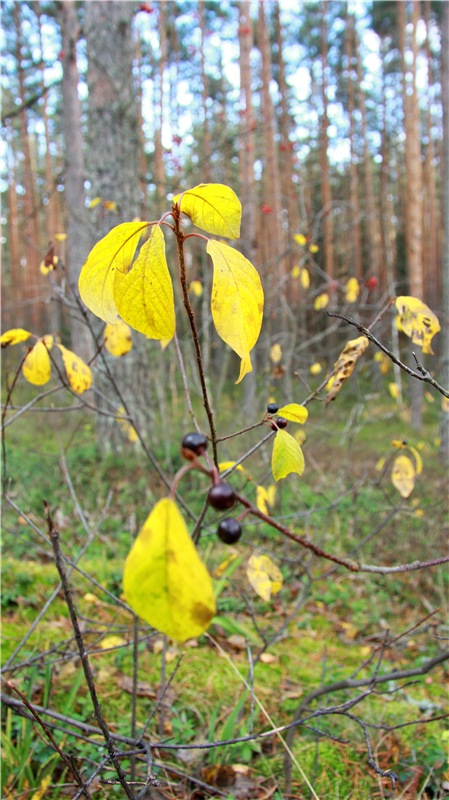 Осенняя прогулка Tammy в лесу